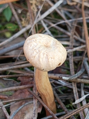 Chroogomphus tomentosus