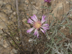 Plectocephalus cachinalensis