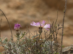 Plectocephalus cachinalensis