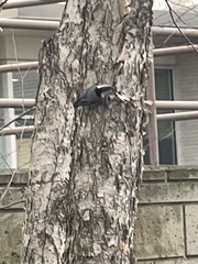 Sitta carolinensis