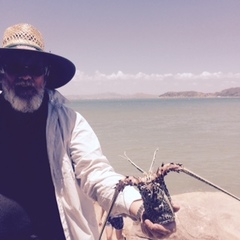 Panulirus versicolor