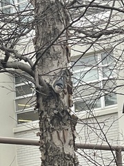 Sitta carolinensis
