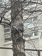 Sitta carolinensis