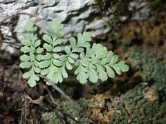 Myriopteris alabamensis