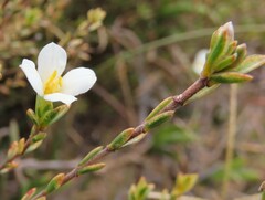 Lachnaea