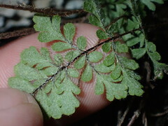 Myriopteris alabamensis