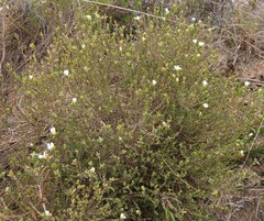 Lachnaea