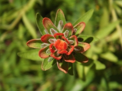 Castilleja arvensis pastorei