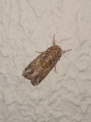 Spodoptera