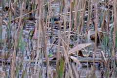 Lymnocryptes minimus