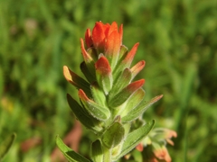 Castilleja arvensis pastorei