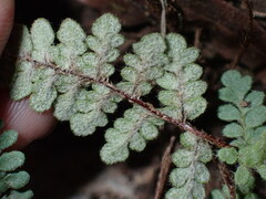 Myriopteris rufa