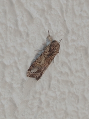Spodoptera