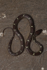 Lycodon anamallensis