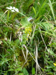 Rhinanthus glacialis