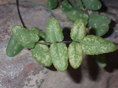 Pellaea atropurpurea