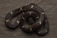 Lycodon anamallensis