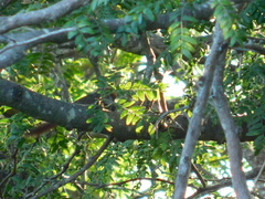 Synallaxis frontalis