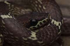 Lycodon anamallensis