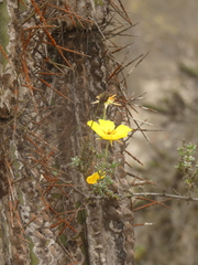 Balbisia peduncularis