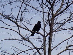 Corvus brachyrhynchos