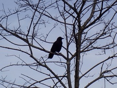 Corvus brachyrhynchos