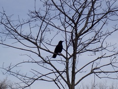 Corvus brachyrhynchos