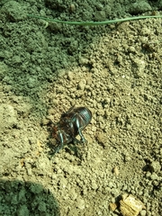 Archophileurus