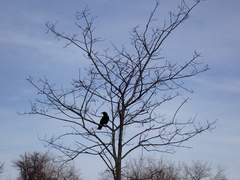 Corvus brachyrhynchos