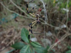 Trichonephila clavipes