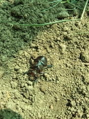 Archophileurus