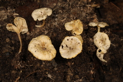 Gerronema microcarpum