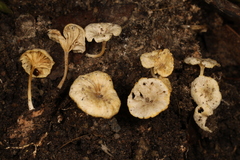 Gerronema microcarpum