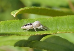 Hentzia vittata