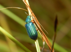 Melyris