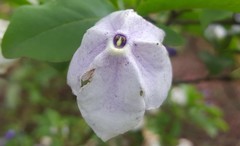 Brunfelsia uniflora