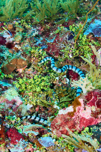 Yellow-lipped Sea Krait — seen at this dive site