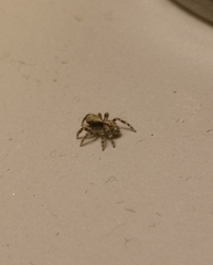 Pseudeuophrys lanigera