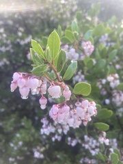 Arctostaphylos densiflora