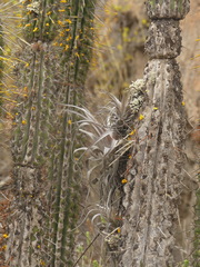 Tillandsia geissei
