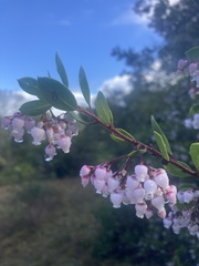 Arctostaphylos densiflora