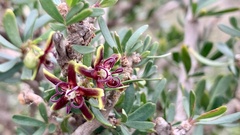 Periploca laevigata