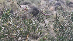 Periploca laevigata