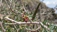 Periploca laevigata