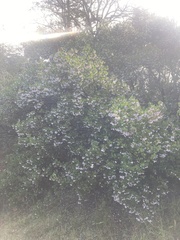 Arctostaphylos densiflora