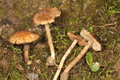 Inocybe subradiata