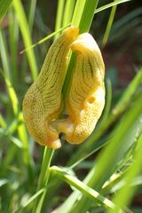 Elisolimax flavescens