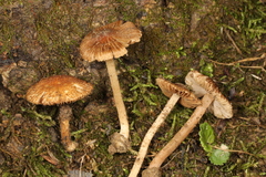 Inocybe subradiata