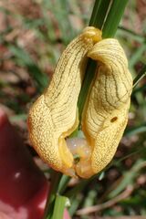 Elisolimax flavescens