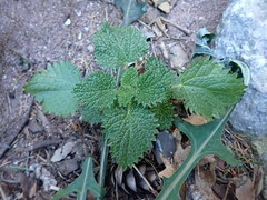 Urtica gracilenta
